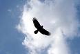 Picture for song ''Soaring High' in Chinese' by artist 'Luisa Lin'