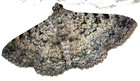 Picture for song 'BMSR SUPER BLENND part1' by artist 'Lunar Testing Lab'