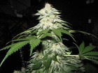 Picture for song 'Alien OG (DR3) #MasterMindBeats' by artist 'MasterMindBeatAlliance'