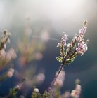 Picture for song 'Nature awakes' by artist 'Max Qubit'