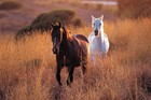 Picture for song 'YOUR WILDHORSE HEART (by MichiSongs)' by artist 'MichiSongs'