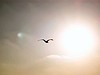 Picture for song 'Inner Light' by artist 'Moises Daniel'