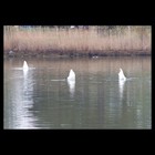 Picture for song 'Last Night I Wondered Why' by artist 'Nashville Bound'