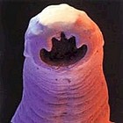 Picture for song 'Worm In My Skull' by artist 'Neurospasm'