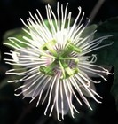 Picture for song 'mon Flow et phat' by artist 'noj le vrai'