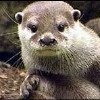 Picture for song 'Otter Talk' by artist 'Norm Hacker Band'