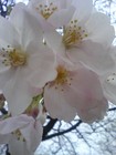 Picture for song 'Hana' by artist 'Paul Kington'