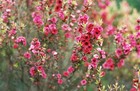 Picture for song 'Flowers in Baghdad' by artist 'Pete Cummins'