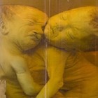 Picture for song 'March of the Malformed' by artist 'Phuckpuppet'