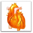 Picture for song 'she keeps on twisting' by artist 'pieter nodeca'