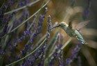 Picture for song 'Lavender Bird' by artist 'Pound Shop Runaway'