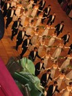 Picture for song 'Fledermaus (Strauss)' by artist 'princess eldi'