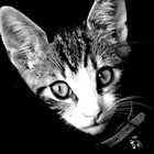 Picture for song 'El gato Pardo' by artist 'Tobias Prinz'