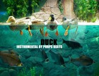 Picture for song 'DUCK (ELECTRO TYPE)' by artist 'PURPS BEATS'