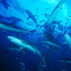Picture for song '*NEW*Circle Of Sharks(FREE DOWNLOAD) -BEAT SALE!' by artist 'PURPS BEATS'