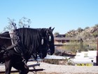 Picture for song 'Desert Horses' by artist 'Ralf Tygerz Project'