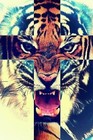 Picture for song 'Cassius Clay' by artist 'Rhino Anthony'