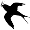 Picture for song 'Baby Bird' by artist 'Richard Bethell'