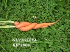Picture for song 'GUTASEEYA' by artist 'Rip Limit'