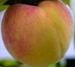 Picture for song '#56 Peach Tree Lane (1984)' by artist 'Rob Lincoln'