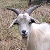 Picture for song 'Goats In The Pasture' by artist 'Ron Cline'