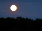 Picture for song 'Matilda- Queen of the night mp3.mp3' by artist 'RON GREEN'