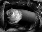 Picture for song 'Stand Up For Love' by artist 'Rubyroze'