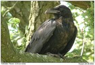 Picture for song 'NEVERMORE (original cut)' by artist 'Scribe And Sage'