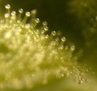 Picture for song 'Ser0 - Set Em' Off (Beat)' by artist 'Ser0 Productions'