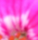 Picture for song 'morning purple' by artist 'Servants of Static'