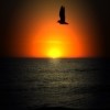 Picture for song 'Stellar Sunrise' by artist 'Silently Forgotten'