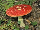 Picture for song 'The Magic Mushroom' by artist 'siniztarproductions'