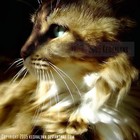 Picture for song 'SUNLIGHT' by artist 'SMYJNTT'