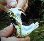 Picture for song 'Better Recognize' by artist 'Sneaky Snake Productions'