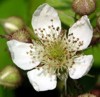 Picture for song 'Blackberry Blossom' by artist 'Somewhat Irish'