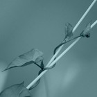 Picture for song 'Graceful Wings' by artist 'Spartanis'