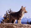 Picture for song 'Coyote' by artist 'Spirits of the Heart'