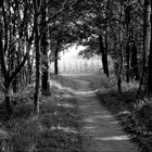 Picture for song 'The Path (Instrumental)' by artist 'Spirits of the Heart'