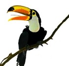 Picture for song 'Tucan Deux' by artist 'studioB jazz project'