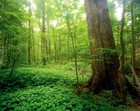 Picture for song 'Grove Sanctuary' by artist 'Subterranean Blast'