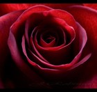 Picture for song 'Mei Amore' by artist 'Subversive Beats'