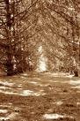 Picture for song 'Lost in the Woods' by artist 'tali and johnny'