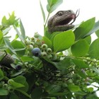 Picture for song 'BLUEBERRY SNAKE' by artist 'tamsnumber4'
