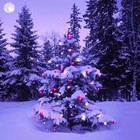 Picture for song 'WHITE CHRISTMAS (cover)' by artist 'TAMSsongs'