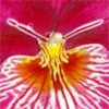 Picture for song 'bittersweet flowering' by artist 'The Al Love Experience'
