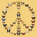 Picture for song 'Peace, Love, & Light' by artist 'The Al Love Experience'