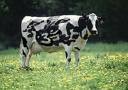 Picture for song 'The Lord is My Cowherd (slight adapt. of Psalm 23)' by artist 'The Al Love Experience'