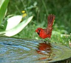 Picture for song 'Fountains of Cardinals' by artist 'The Audio Cassette Comeback'