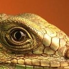 Picture for song 'Tither the light2' by artist 'The Devil's Orphans'