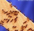 Picture for song 'Fire Ants ---FREE DOWNLOAD!!!' by artist 'The Fire Department'